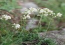 Arabis ferdinandii-coburgii ©  Pandion Wild Tours